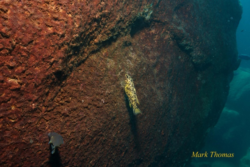 Labeotropheus trewavasae 'Zimbawe Rock'